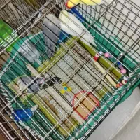 عروس هلندی و طوطی برزیلی|پرنده|سردرود, |دیوار