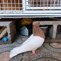 کله زرد عتیقه