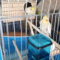 پرنده|پرنده|فردیس, سرحد آباد|دیوار