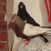 کبوتر گمشده سینه ای کبوتر