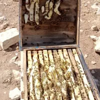 عسل گشنیز ساکارز بسیار پایین