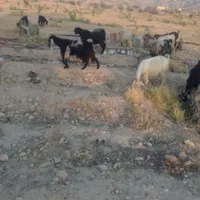 بزکهره دار