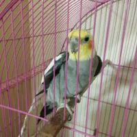 عروس هلندی دستی