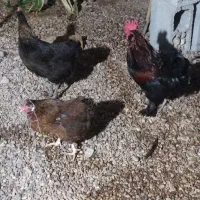مرغ و خروس