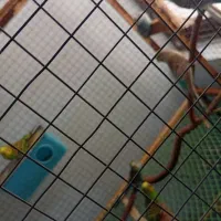 مرغ عشق|پرنده|قشم, |دیوار