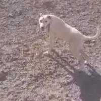 توله سگ شیش ماهه