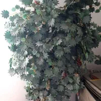 درخت انگور تزیینی کلکسیونی