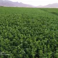 یونجه درجه یک
