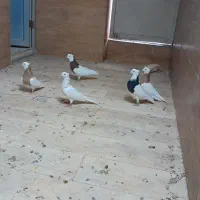 تعدادی رنگه