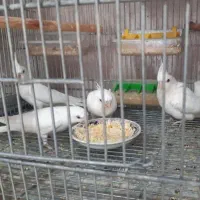 جفت آلبینو کینگ سایز فالو با ۴عدد جوجه|پرنده|حمیدیا, |دیوار