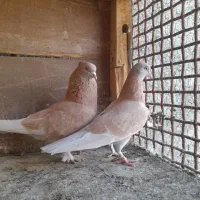کفتر کاشی زردی