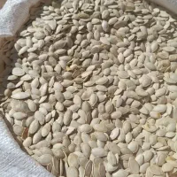 خرید وفروش تخم کدو گوشتی