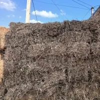 علف سویا|خدمات باغبانی و درختکاری|اردبیل, |دیوار