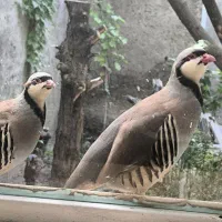 بلدرچین دو رگه