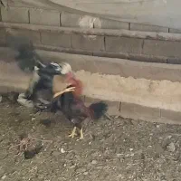 دوعددجوجه خروس لاری