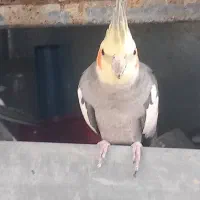 عروس هلندی عنبرآباد|پرنده|عنبرآباد, |دیوار