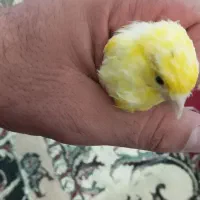 سلام وقت بخیر قناری ماده به شرط مست