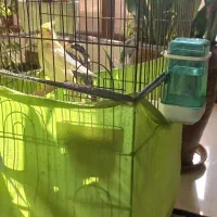 طوطی عروس هلندی نر و ماده همراه قفس