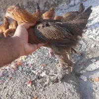 جوجه دیلگونی|حیوانات مزرعه|دهدشت, |دیوار