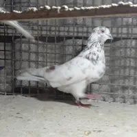 فروش کبوتر های تک پر|پرنده|بندر ترکمن, |دیوار