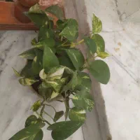 گل پتوس|گل و گیاه طبیعی|اصفهان, ملک‌شهر|دیوار
