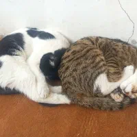 واگذاری رایگان  گربه