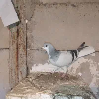 کبوتر|پرنده|ابهر, |دیوار