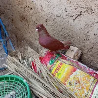 سرخ دم‌سفید|پرنده|سوسنگرد, |دیوار