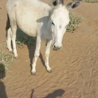 خر نر برای فروش