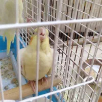 عروس هلندی