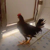 خروس جوان