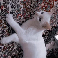 گربه پرشین|گربه|کرمان, |دیوار