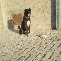 واگزاری سگ قدرجونی|سگ|فلاورجان, |دیوار