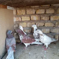 کبوتر پرشی و پلاکی شکار|پرنده|یزد, |دیوار