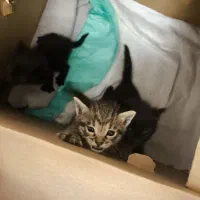 واگذاری ۳توله گربه