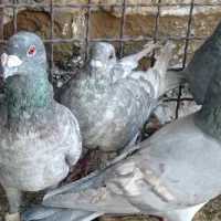 پلاکی گوره طااوسی رمادی|پرنده|اهواز, نیوساید|دیوار