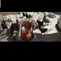 بوقلمون نر و ماده