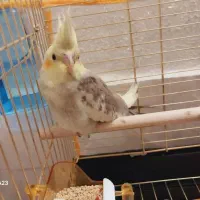 عروس هلندی گمشده