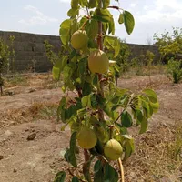 باغچه چهار دیواری/میوه دار|فروش زمین و ملک کلنگی|کرج, شهرک فهمیده|دیوار