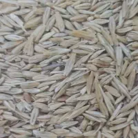 جو شانه ای تمیز کیسه شده