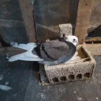 فروش بک جفت کبوتر پرشی