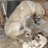واگذاری توله سگ آلابای