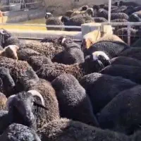 بره نر چاق درجه یک