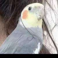 عروس هلندی خوشگل