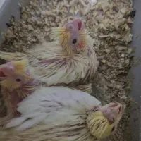 جوجه عروس هلندی|پرنده|فسا, |دیوار