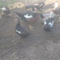 ۴ عدد اردک  ۱۶۰۰ ادرس خانببین