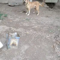 سگ سرابی ا