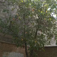 زمین گلخانه