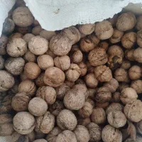 گردو معمولی|خوردنی و آشامیدنی|شاهین دژ, |دیوار