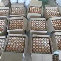 فروش تخم نطفه دار مرغ محلی ، گوشتی ،بوقلمون و قر..